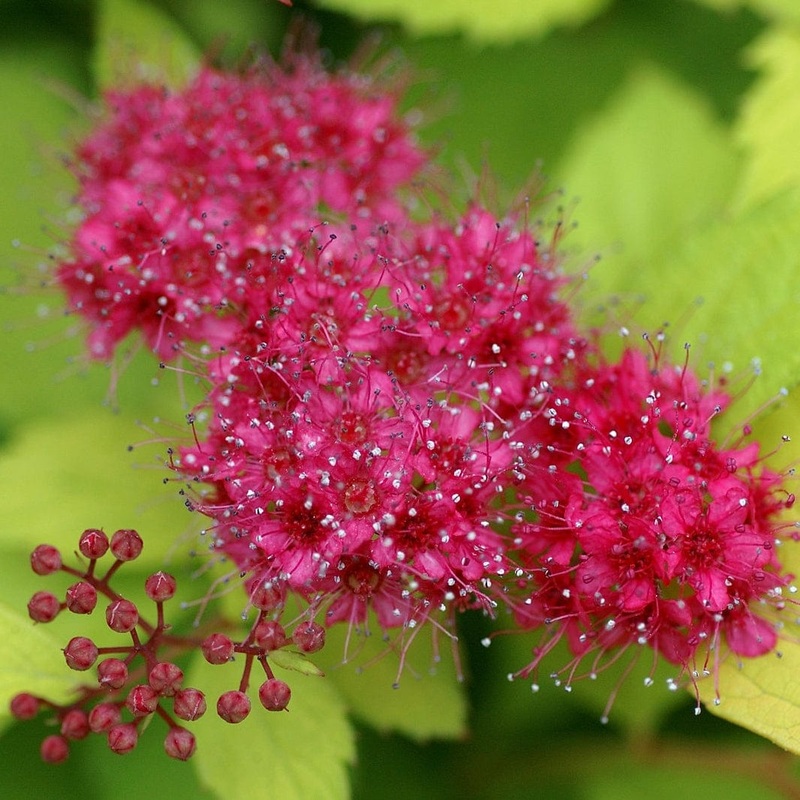 Spiraea japonica ‘Magic Carpet’ Plant in a 3L Pot