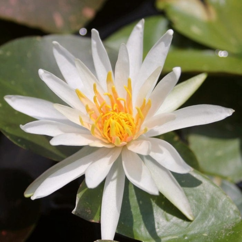 Star Water Lily | Nymphaea ‘Arc-en-Ciel’
