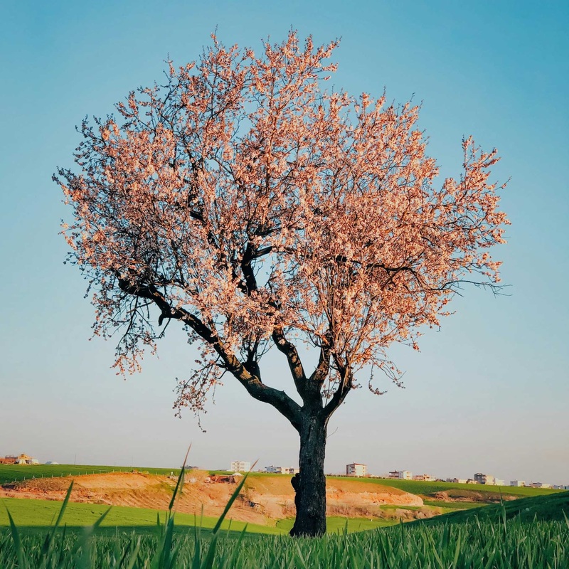 ‘Sultane’ Almond Tree | Prunus dulcis