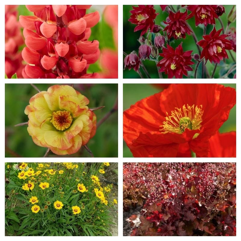 Summer Flame Collection | Red, Yellow & Orange Perennial Plants 6 Garden Ready Plants in 1L Pots