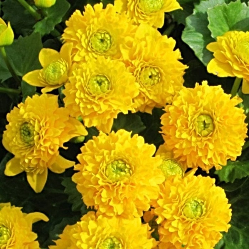 Swamp Marsh Marigold | Caltha palustris ‘Plena’