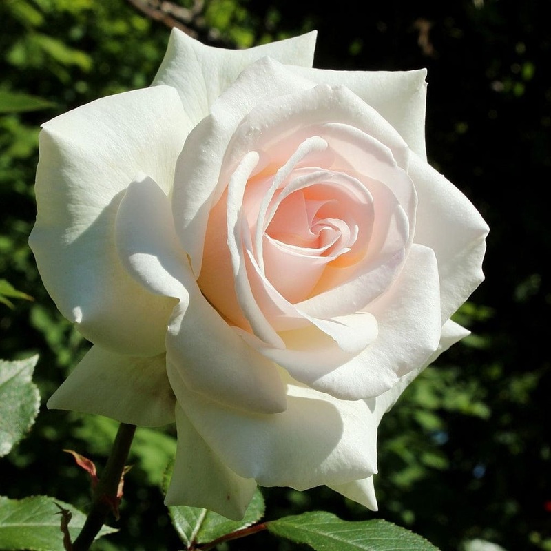 ‘Swan Lake’ Climbing Rose