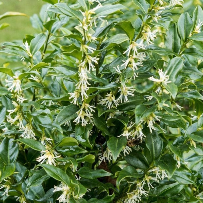 Sweet Box | Sarcococca confusa Plant in a 3L Pot