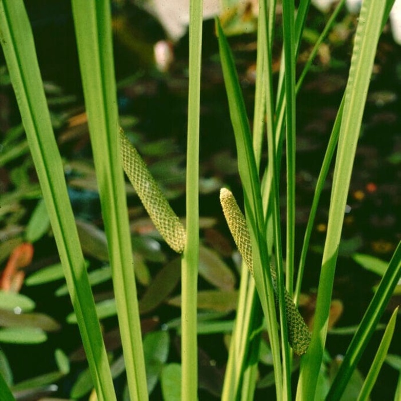 Sweet Flag | Acorus calamus