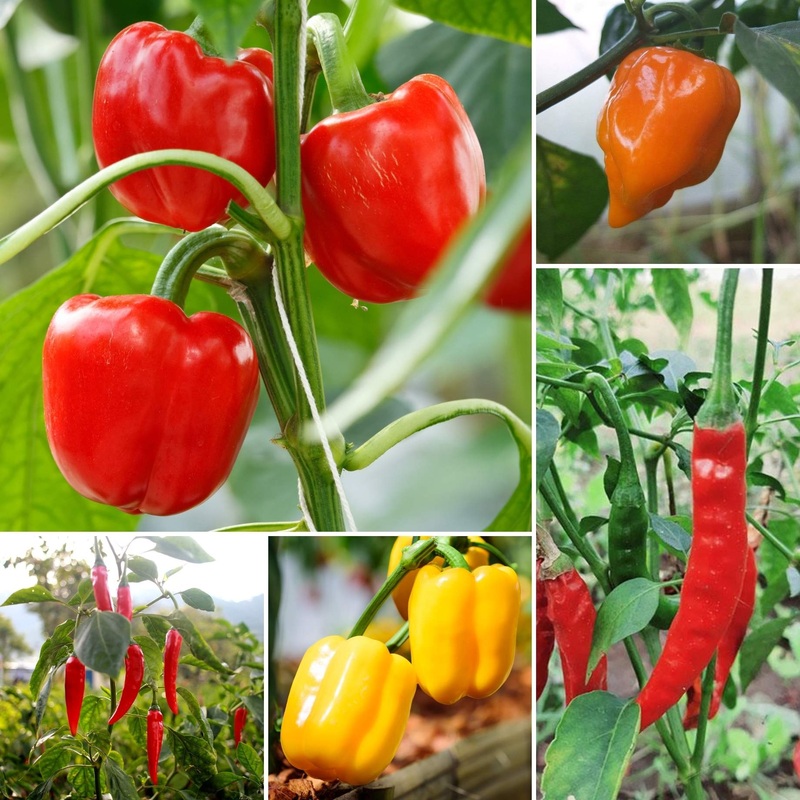 Ultimate Chilli & Pepper Plant Collection
