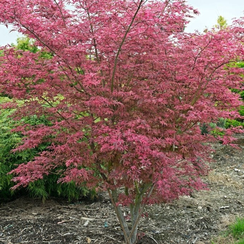 Variegated Japanese Maple Tree | Acer palmatum ‘Shirazz’