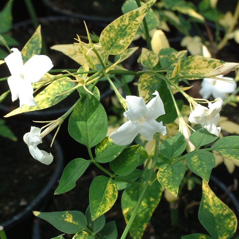 Variegated Jasmine | Jasminum officinale ‘Aureovariegatum’