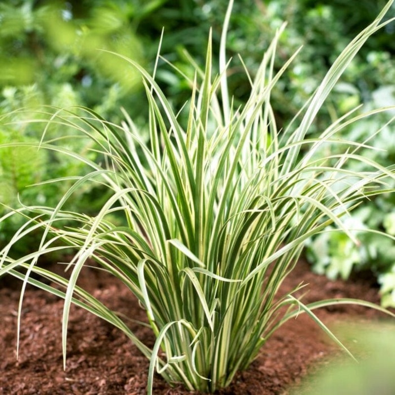 Variegated Slender Sweet Flag | Acorus gramineus ‘Variegatus’