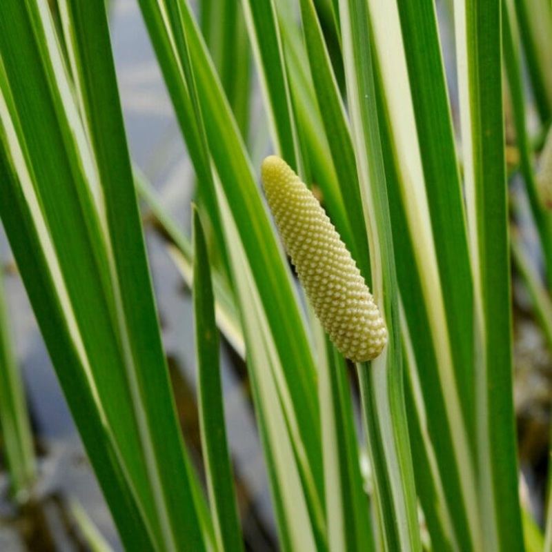 Variegated Sweet Flag | Acorus calamus ‘Variegatus’