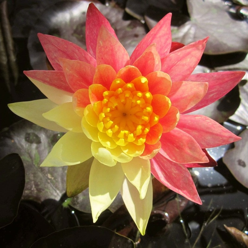 Variegated Water Lily | Nymphaea ‘Wanvisa’