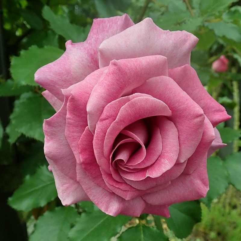 ‘Violette Perfume’ Climbing Rose