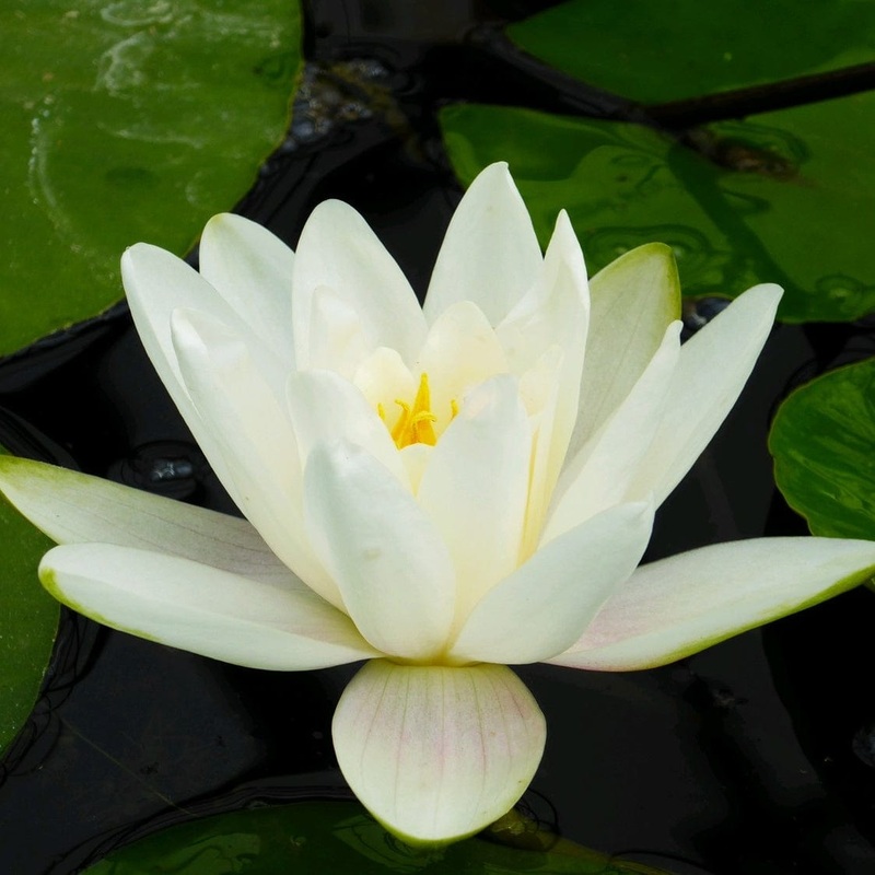 Water Lily | Nymphaea ‘Albatross’