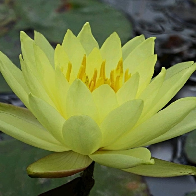 Water Lily | Nymphaea ‘Lemon Mist’