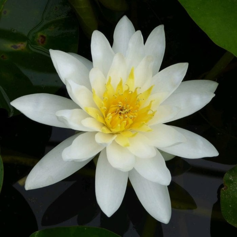 Water Lily | Nymphaea ‘Marliacea Albida’
