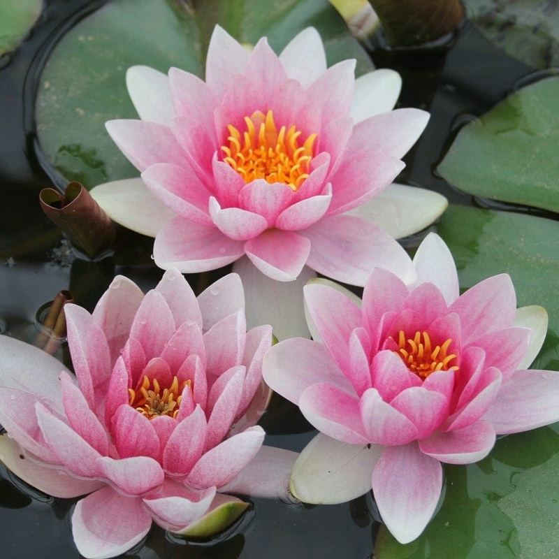 Water Lily | Nymphaea ‘Mrs Richmond’