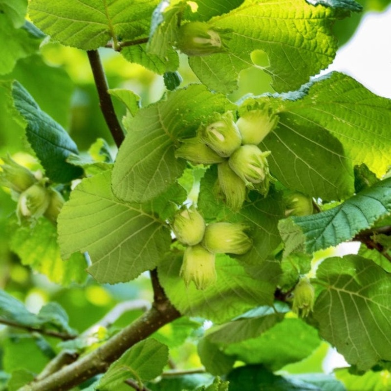 ‘Webb’s Prize’ Hazelnut Tree | Corylus avellana