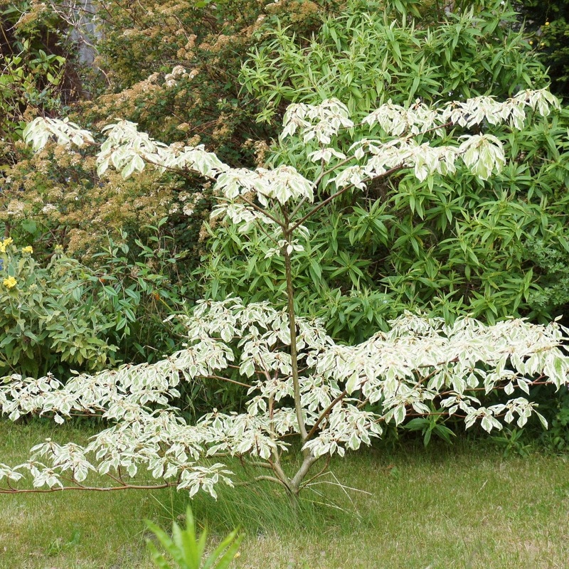 Wedding Cake Tree | Cornus contraversa ‘Variegata’