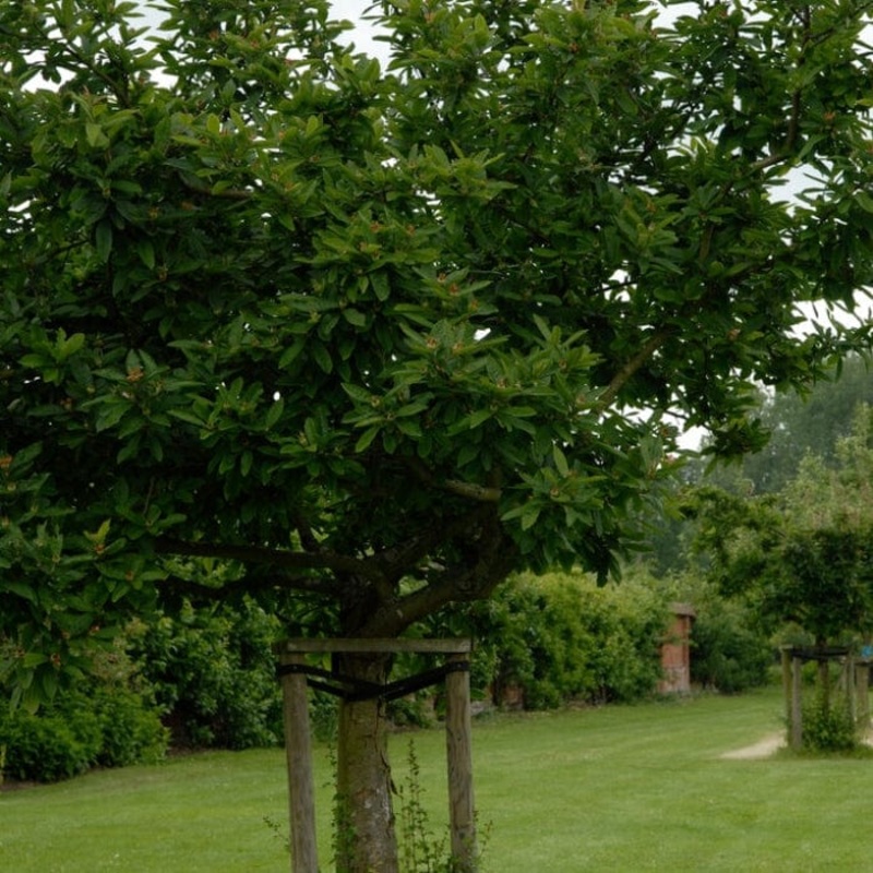 ‘Westerveld’ Medlar Tree