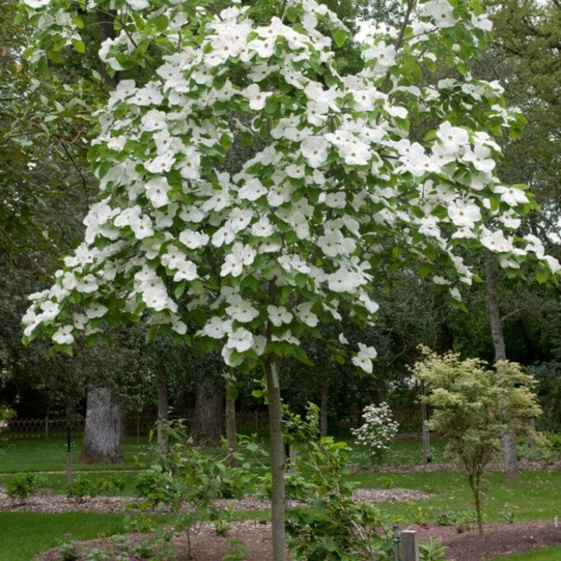 White Flowering Dogwood Tree | Cornus ‘Eddie’s White Wonder’