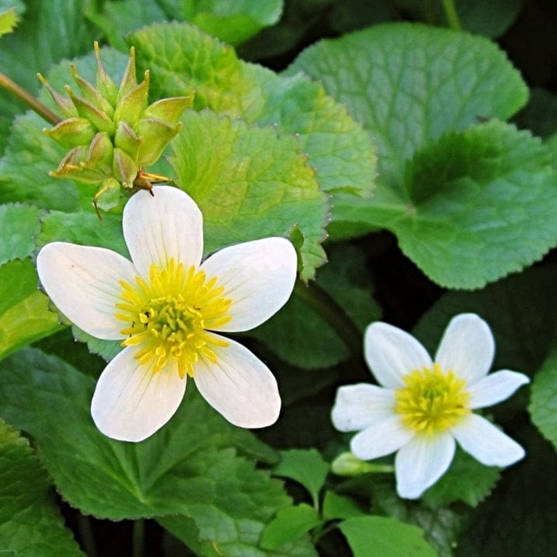 White Marsh Marigold | Caltha palustris alba