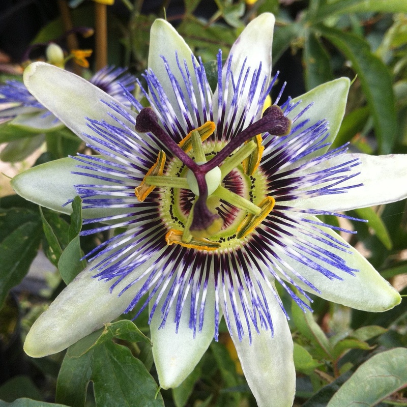 White Passion Flower | Passiflora ‘White Lighting’