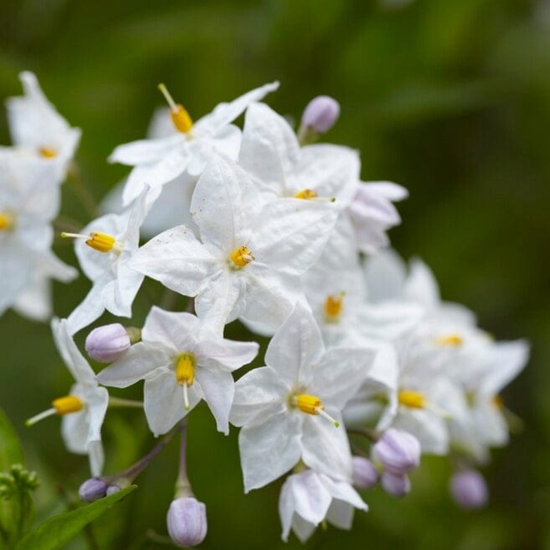 White Potato Vine | Solanum jasminoides ‘Album Variegatum’