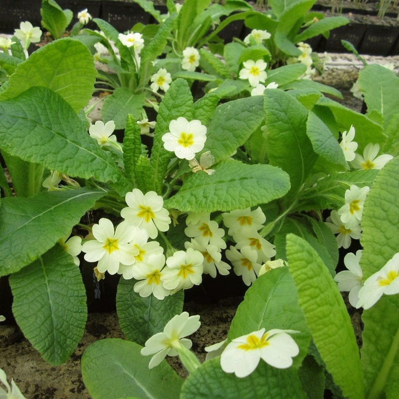 Wild Primrose | Primula vulgaris