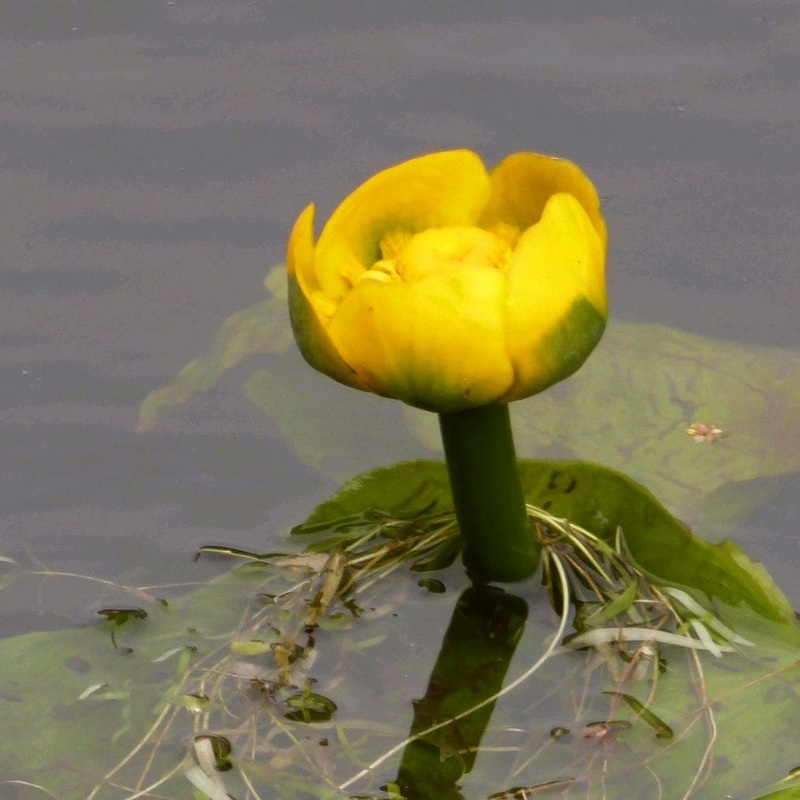 Yellow Water Lily | Nuphar lutea