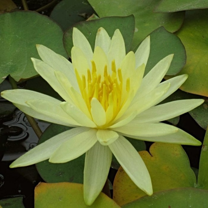 Yellow Water Lily | Nymphaea ‘Colonel A.J. Welch’