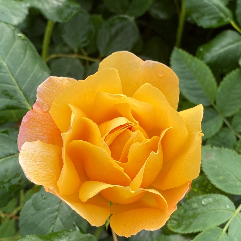 ‘Zara Bella’ Shrub Rose