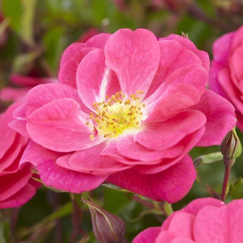 ‘A Rose for Heather’ Climbing Rose