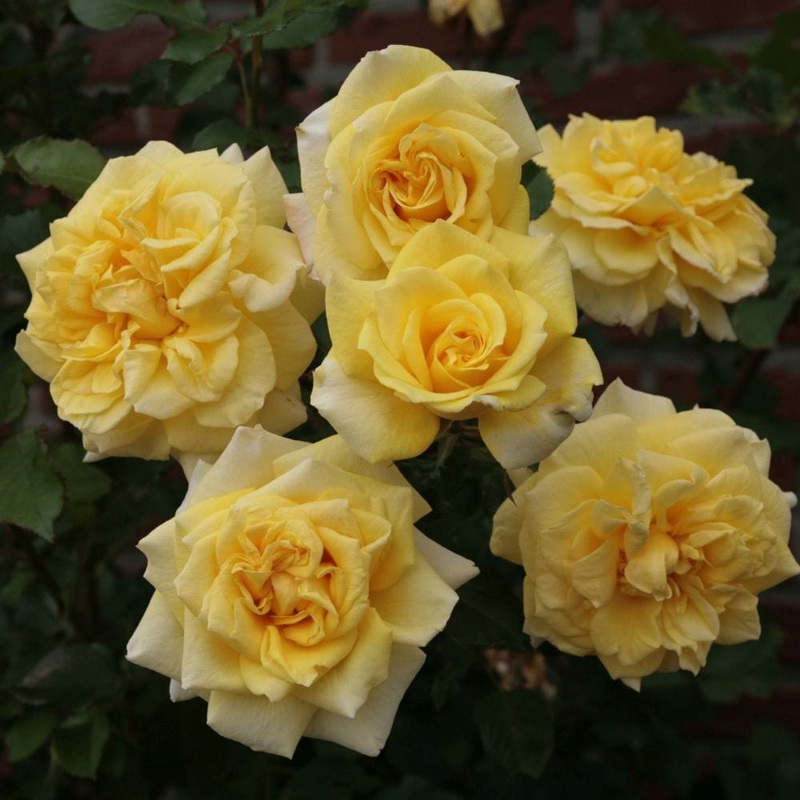 ‘Abbeyfield Gold’ Hybrid Tea Rose