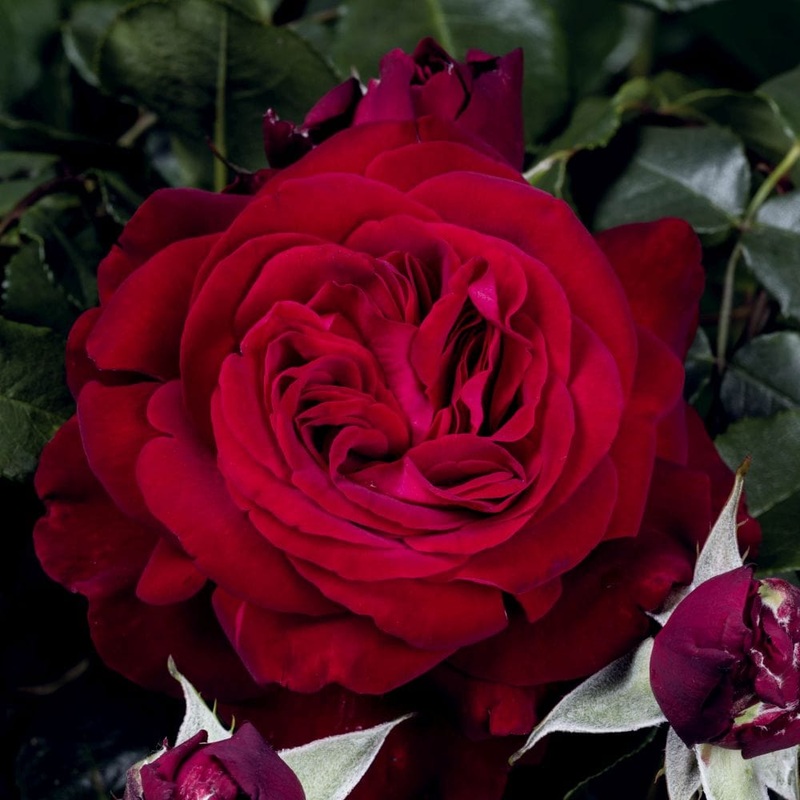 ‘Admiral’ Hybrid Tea Rose