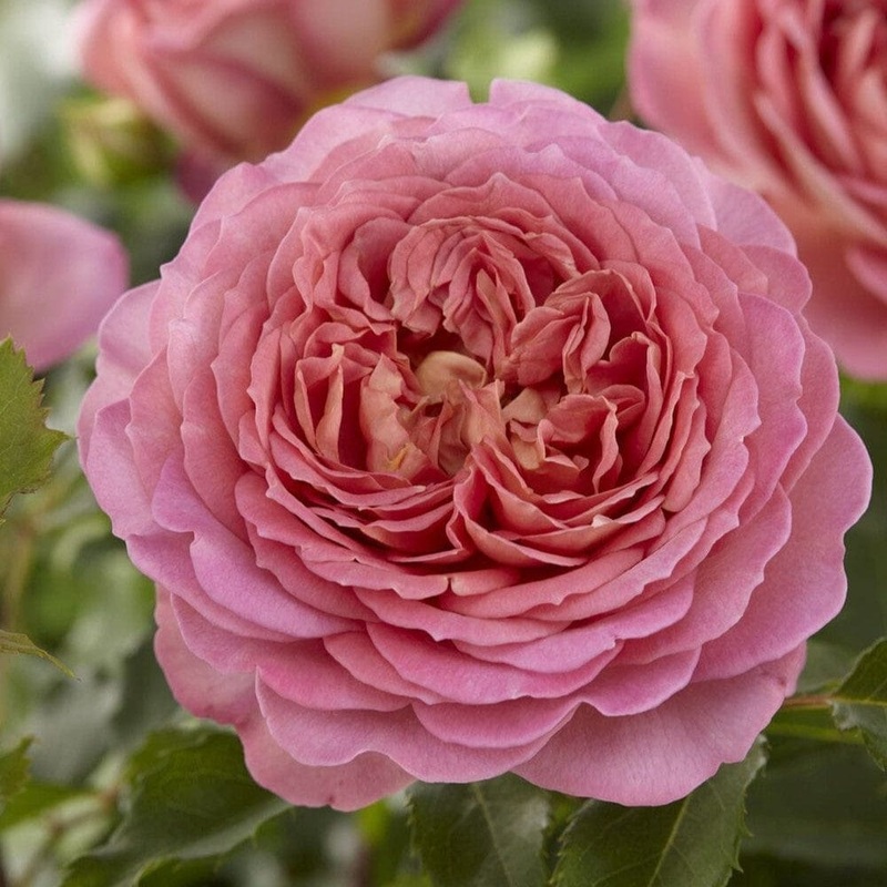 ‘Adorable Parfuma’ Floribunda Rose