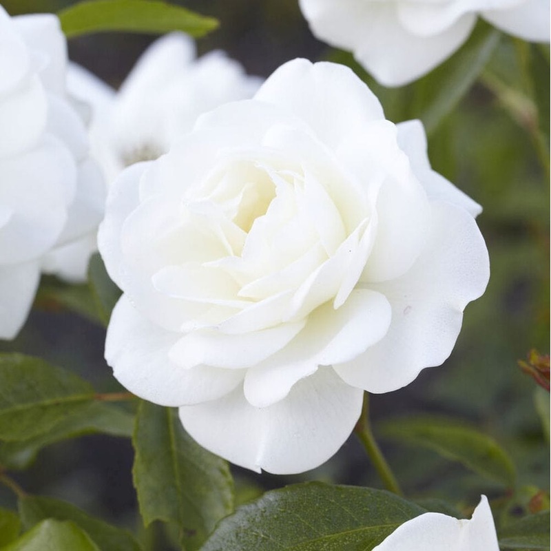 ‘Alaska’ Climbing Rose