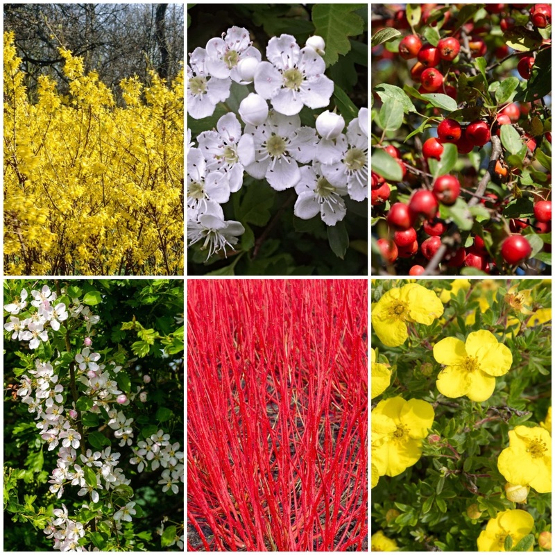 All Seasons Hedging | Growers’ Choice