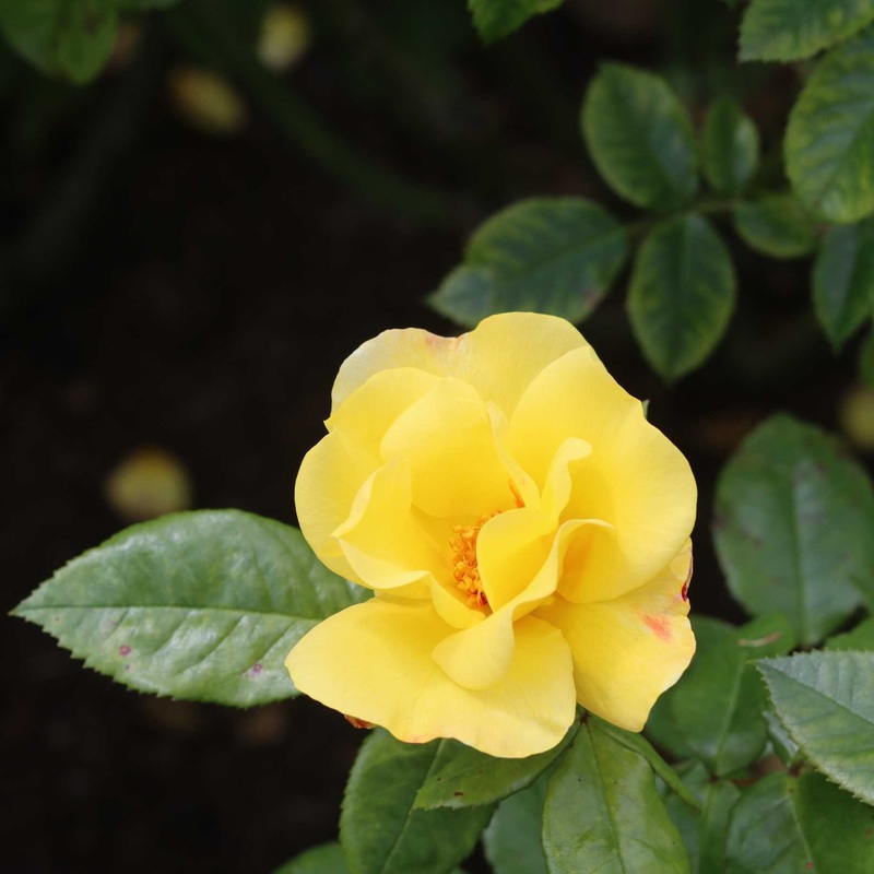 ‘Apple Jack’ Floribunda Rose