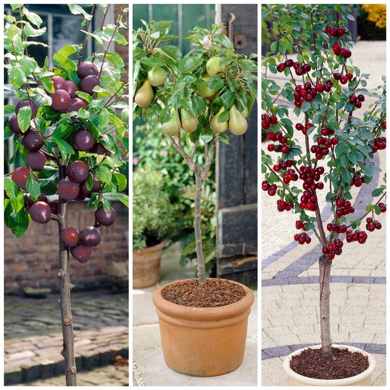 Award Winning Patio Fruit Tree Collection | Cherry, Pear & Plum