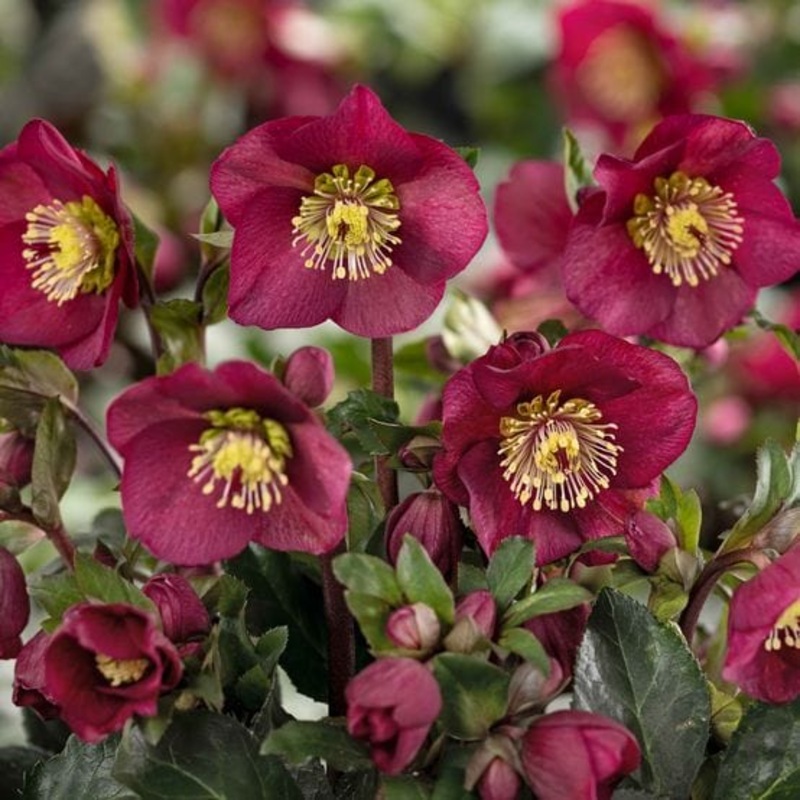 ‘Bennotta’ Snow Rose | ‘Ice N’ Roses’ Series | Hellebore Gold Collection