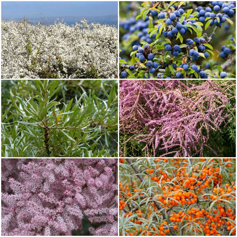 Best Mixed Coastal Hedging | Growers’ Choice