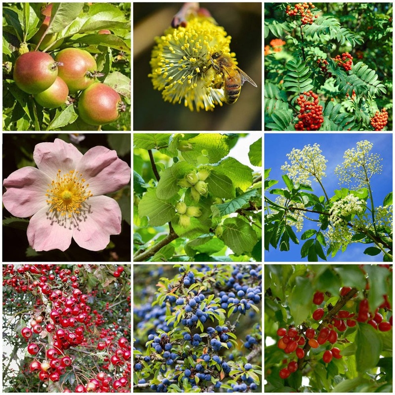 Best Mixed Native Wildlife Hedging | Growers’ Choice