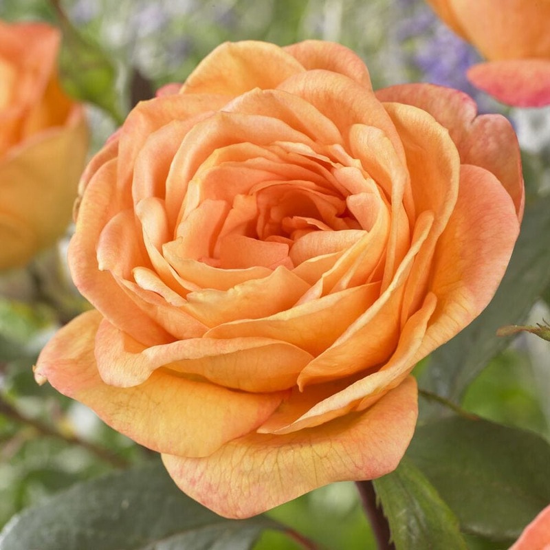 ‘Better Times’ Hybrid Tea Rose
