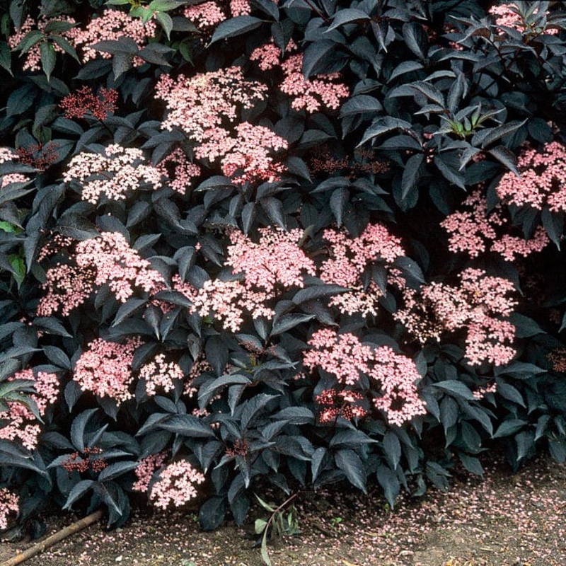 Black Elderberry Tree | Sambucus nigra ‘Black Beauty’
