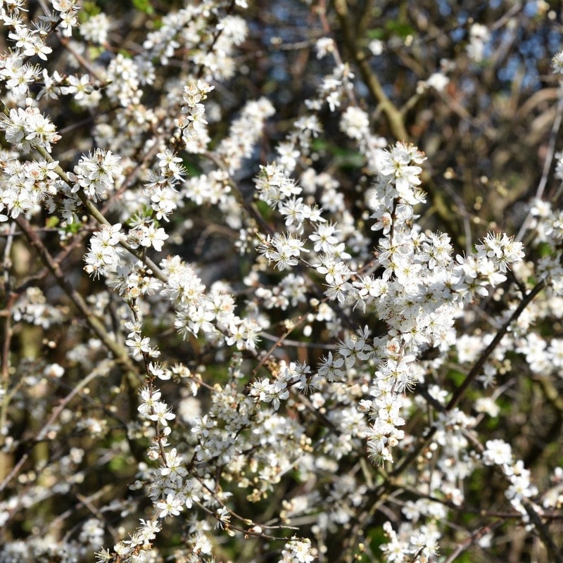 Blackthorn Hedging | Prunus spinosa