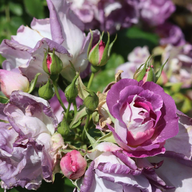 ‘Blue For You’ Floribunda Rose