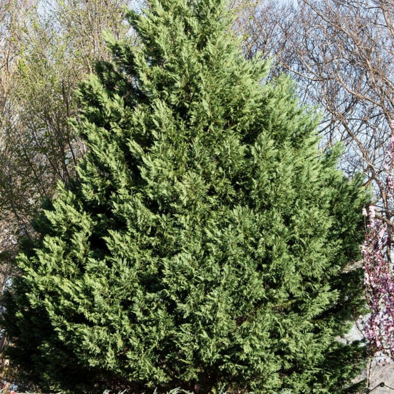 Blue Leyland Cypress | Cupressocyparis leylandii ‘Haggerston Grey’