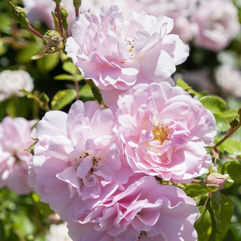 ‘Bonica’ Shrub Rose