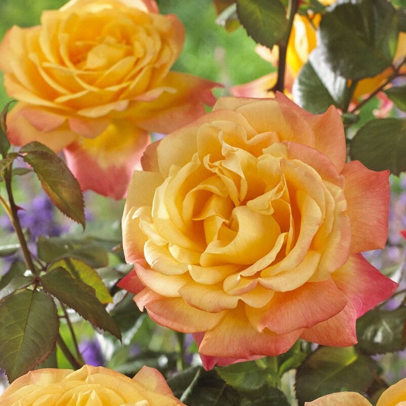 ‘Bright Smiles’ Floribunda Rose