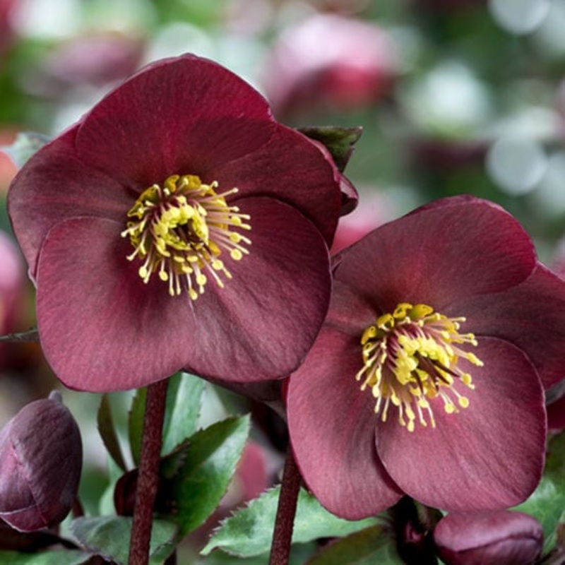 ‘Brunello’ Snow Rose | ‘Ice N’ Roses’ Series | Hellebore Gold Collection