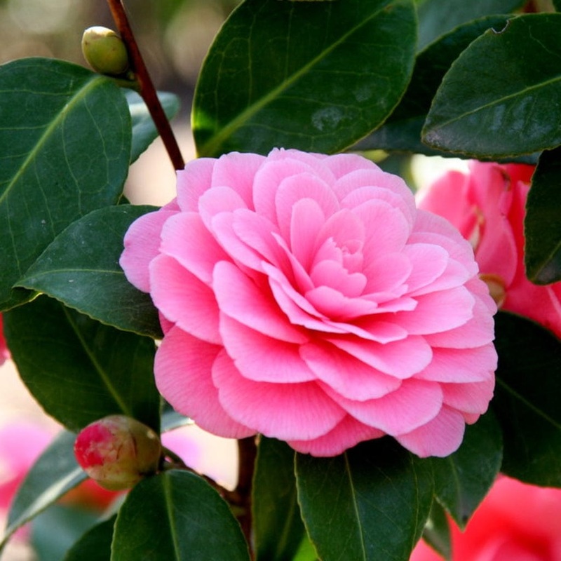 Camellia japonica ‘Triumphans’